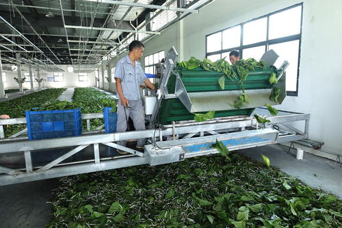 家門口就業(yè)增收 陜西安康產(chǎn)業(yè)發(fā)展一線見聞之代駕服務